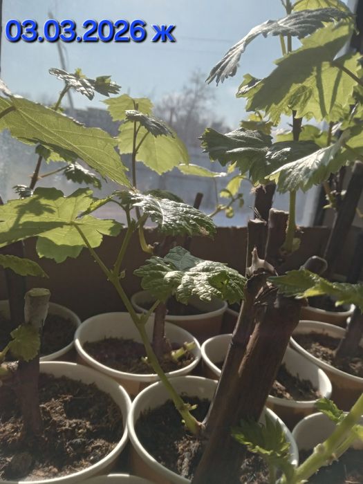 Жүзім көшеттері үш түр бар