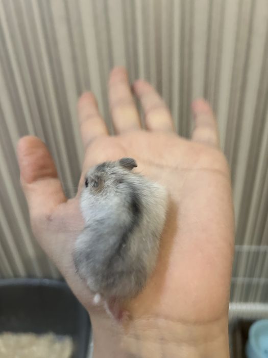 Джунгарские хомяки