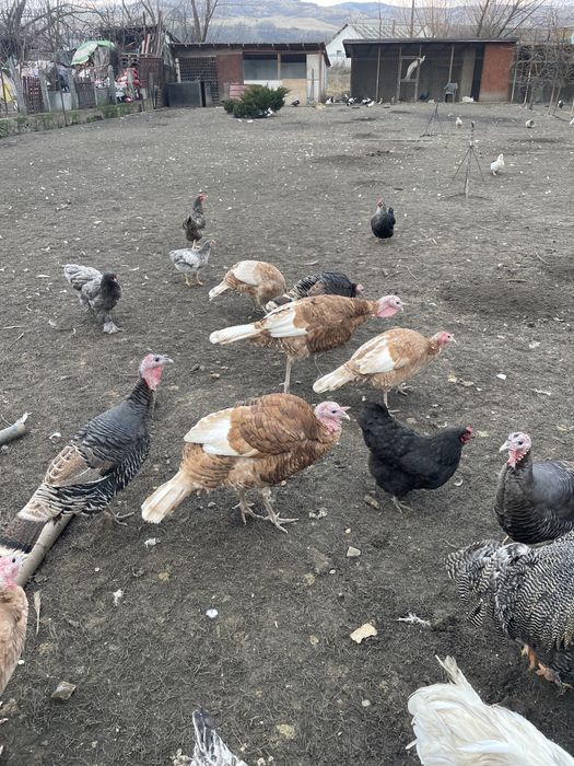 curcani de vanzare si rate