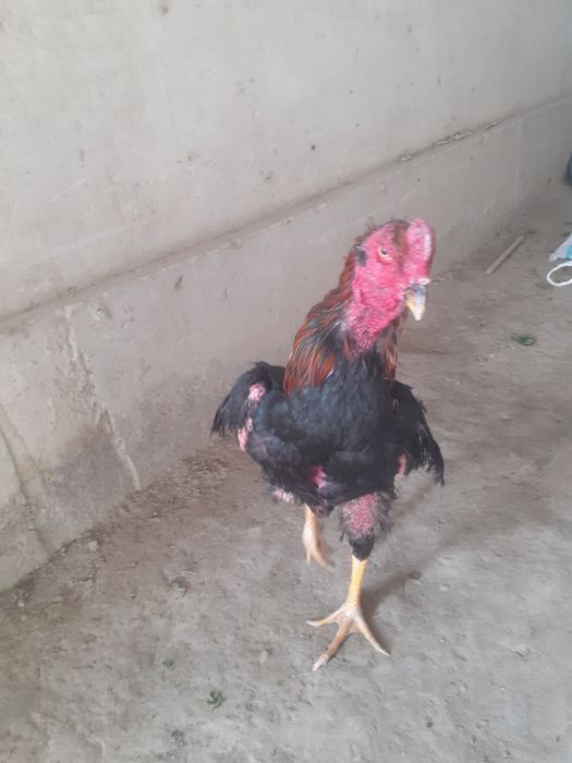 Kulangi xòroz xolati alo 1.5 yilik