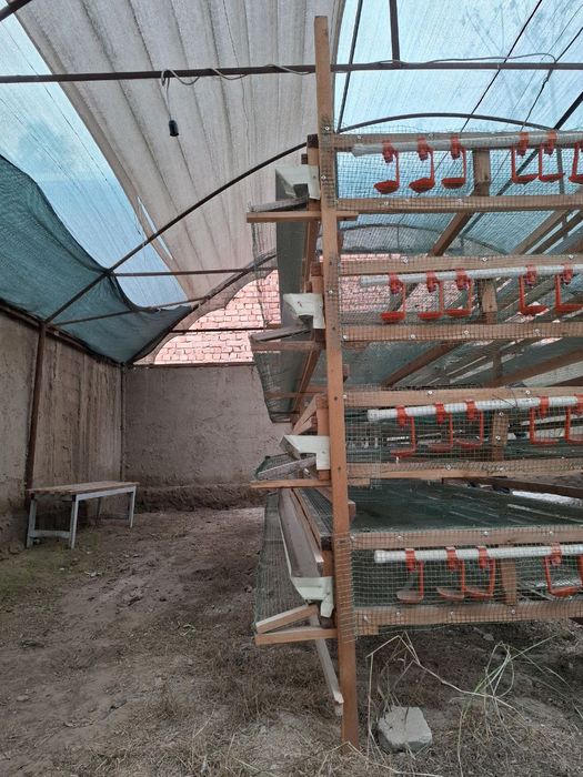 Tug'adigan bedanalar uchun qafas har bir etajiga 200 ha bedana ketadi