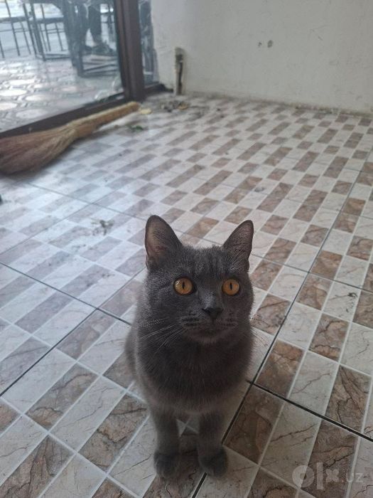 Срочна продаю кошку