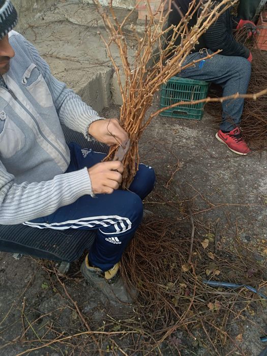 Butasi vita de vie certificata și autorizata și pomi fructiferi