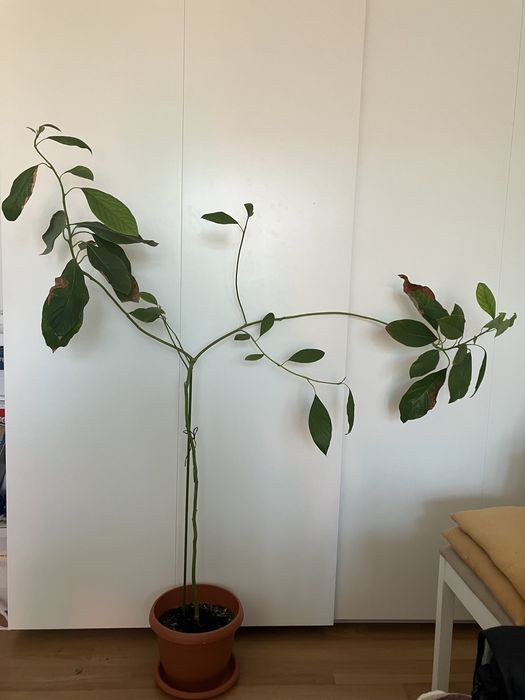 Plante Avocado in ghiveci