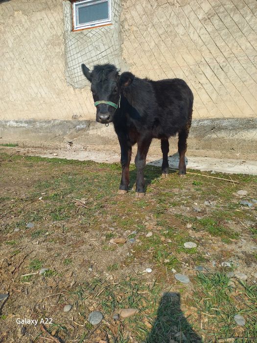 Продаётся тёлочка