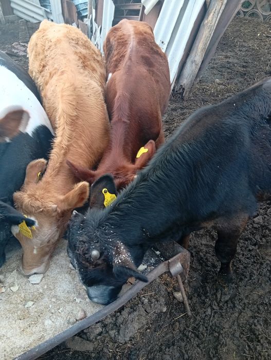 Продам телят бычки