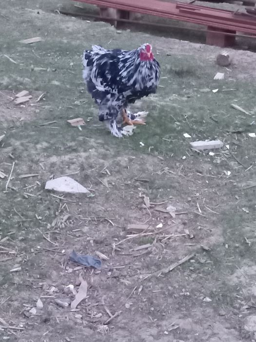 Cocoși  brahma  negru bobat