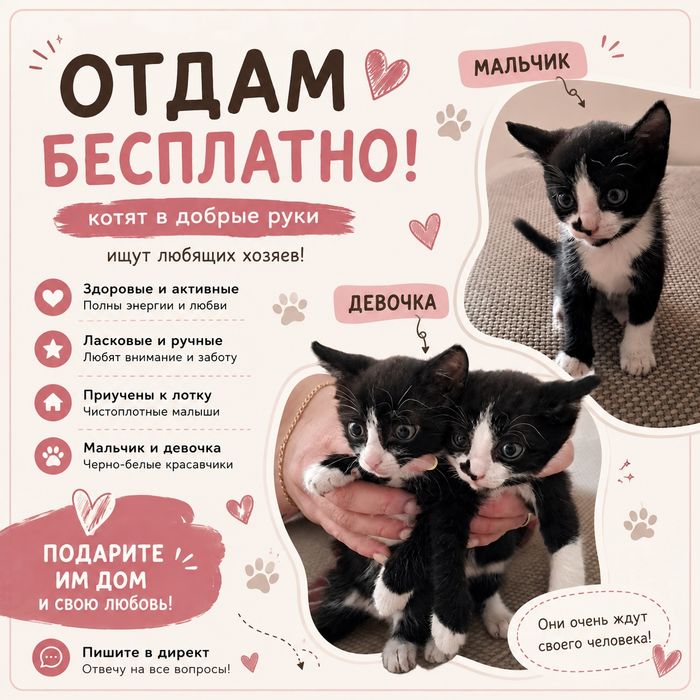 СРОЧНО!!отдам котят в добрые руки