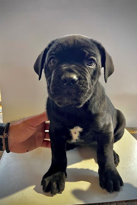 Продавам бебета Кане Корсо