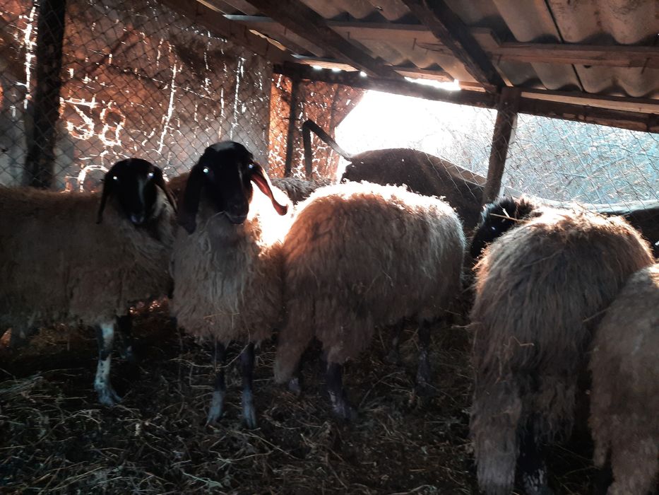 Vând  catabase sârbești  11 oi un berbec și 7 miei