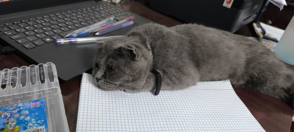 Продаётся котик.