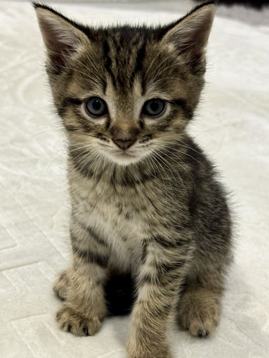Отдам в хорошие ручки котят/4 кошки
