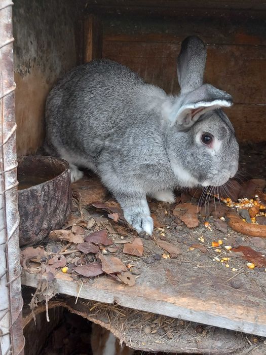 Vand iepuri mari si mici