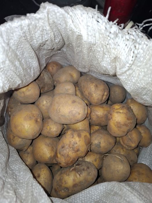 Картошка семеная