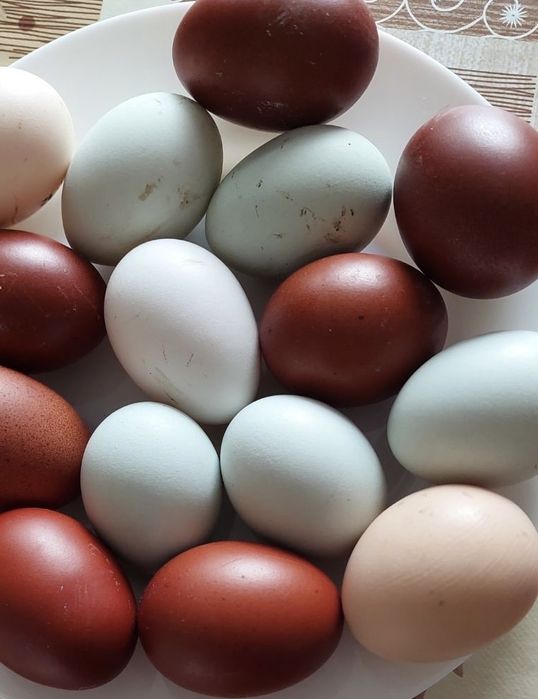 Маран и Амераукана-Цветни великденски яйца от щастливи кокошки