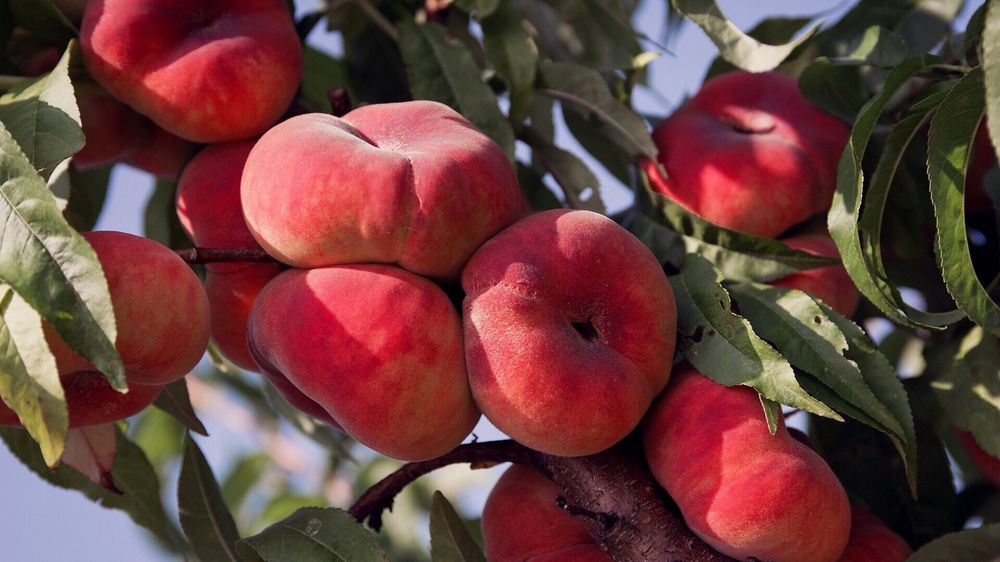 1 gektar tayyor bog'qilingan yer sotiladi