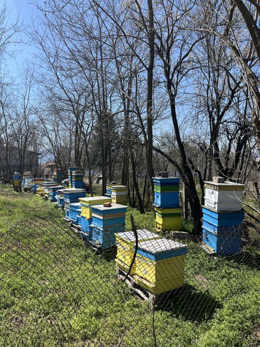 Многокорпусни кошери