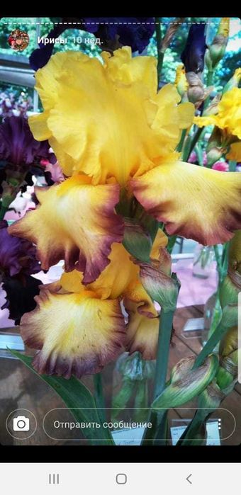 Клубни сортовых ирисов.