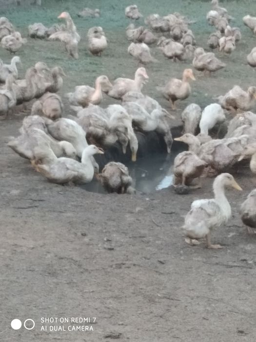 Продам уток стар 53