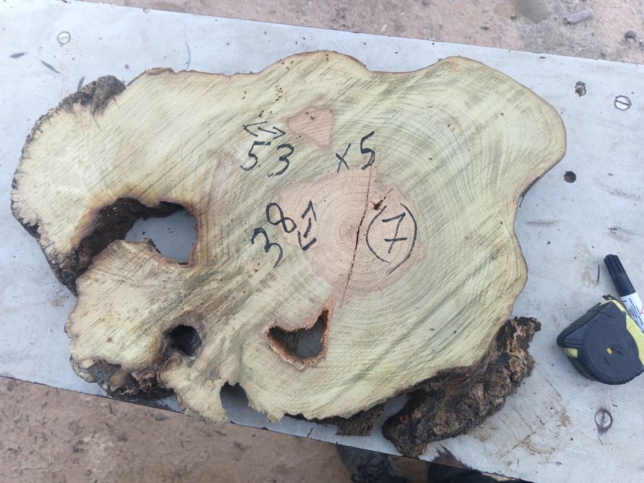 Rondele salcâm bubos