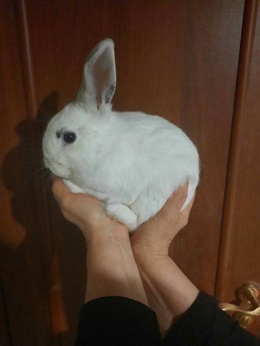 Декоративный кролик. Белый.