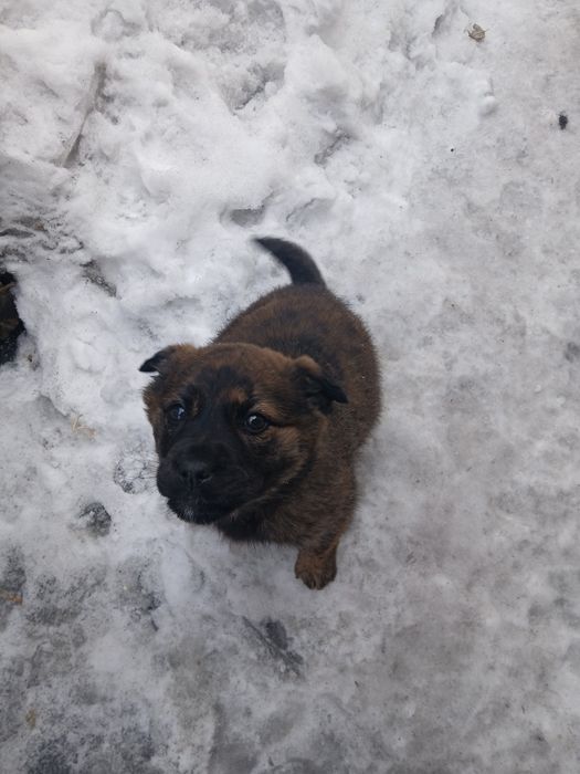 щенок кане-корсо,восточник