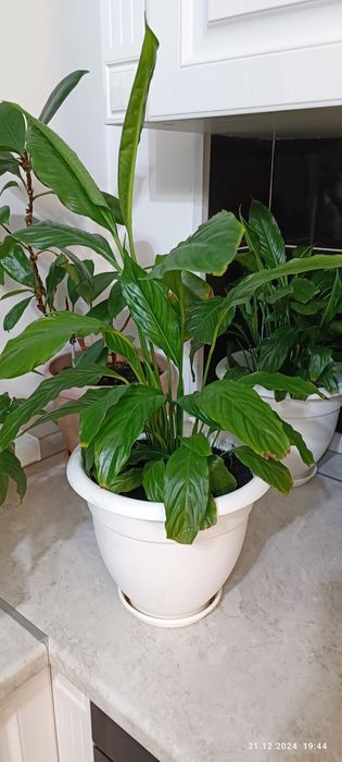 Домашние цветы,ухоженные