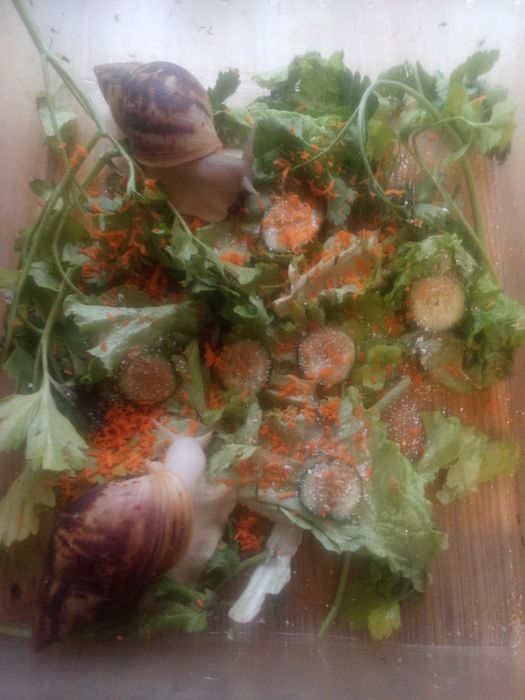 Улитки ахатина ретикулят