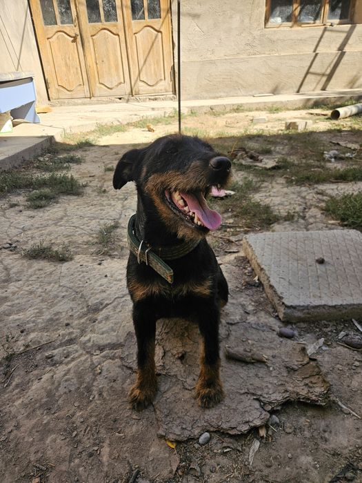 Яктерер Сучка и Кабель