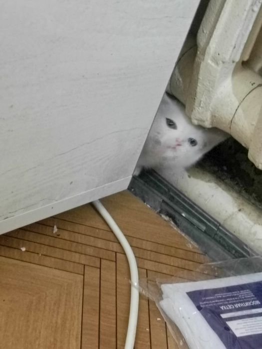 Коята белые в хорошие руки