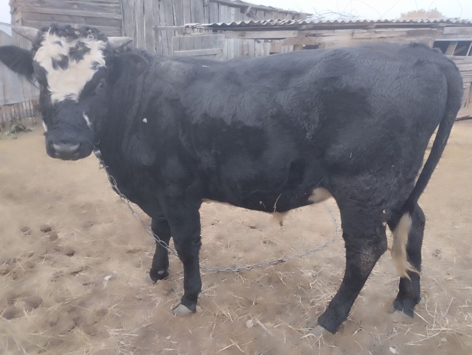 Продам быка     .