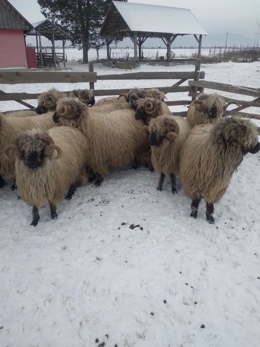 Berbeci bucalai de vanzare