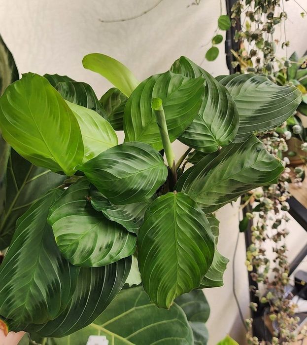 Маранта Сильвер Бэнд