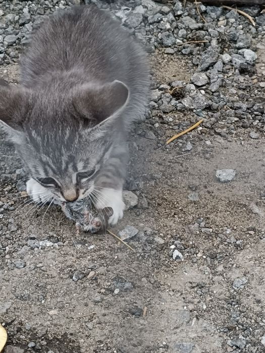 Отдам котят полу британцы в добрые руки