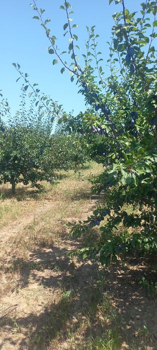 Vindem prune pentru țuică sau consum în cantități mari