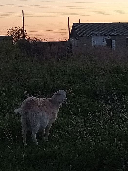 Продам молочных козочек