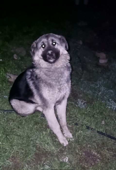 Панда ищет дом. Доставлю!