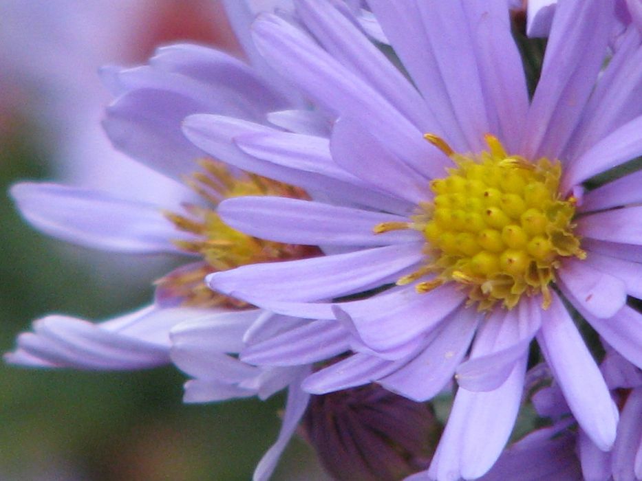 Canon PowerShot S5 IS