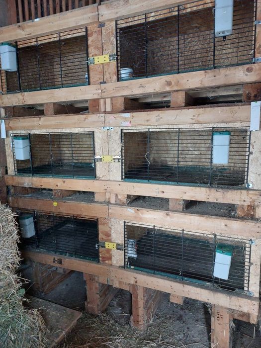 Cuști pentru iepuri