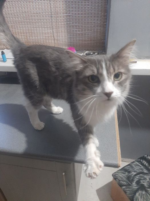 Отдам котика в добрые руки