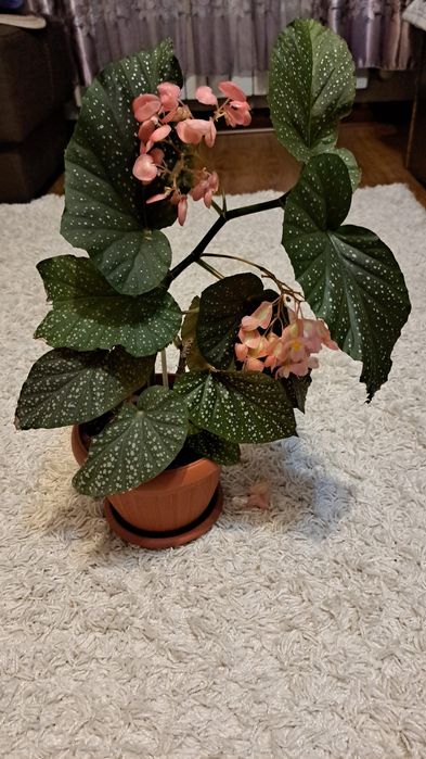 Комнатные  растения