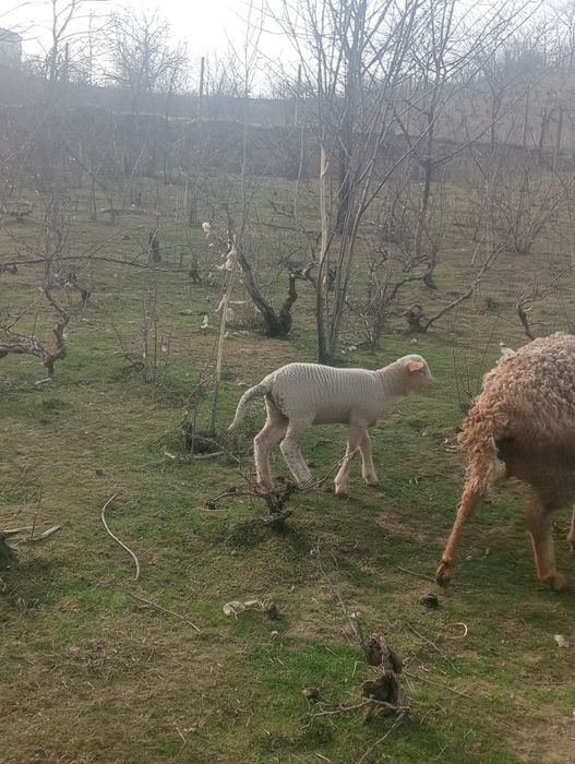 Vând două oi și un miel