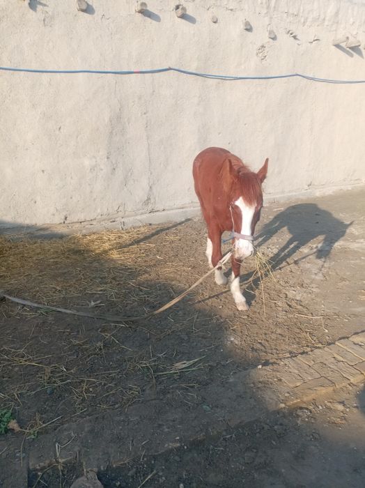 5 qashqa zotdor soglom  ot   garantiya beriladi erkak 1 yoshar 3 oylik