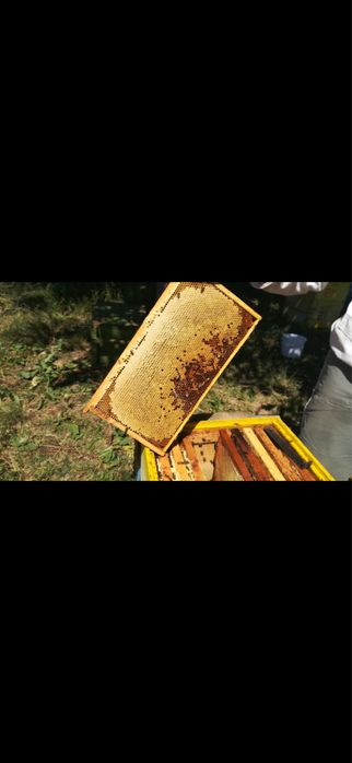 Tinctură de propolis