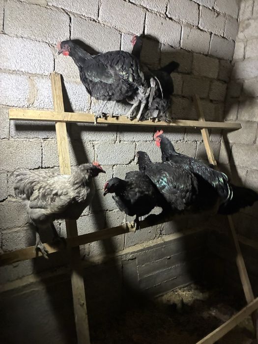 Курицы поролистые