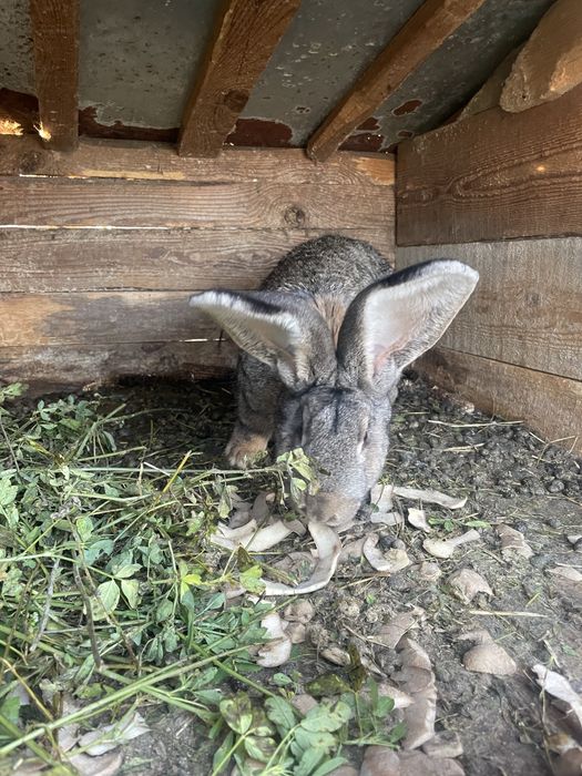 Vand o iepuroaica fi un iepuroi