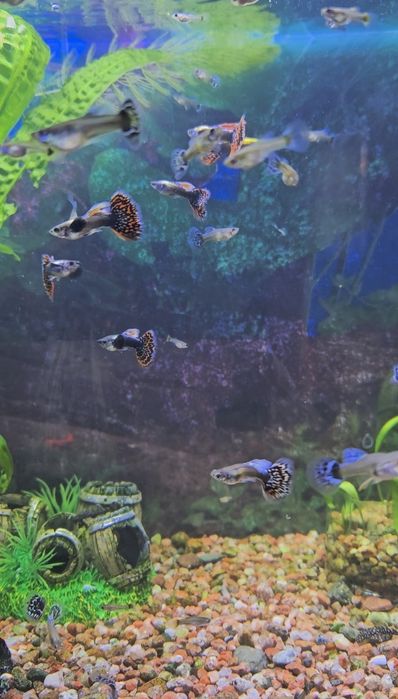 Продаю рыбок гуппи дамбо