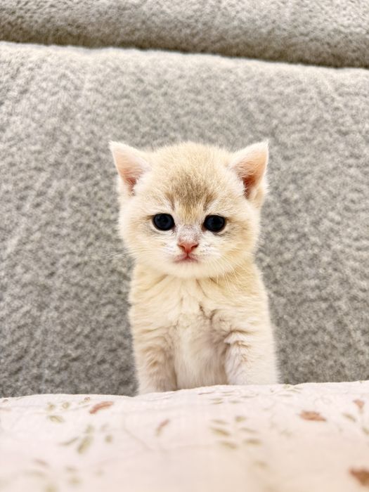 Британские котятки