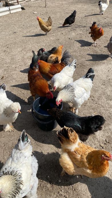 Әтеш,петух молодые