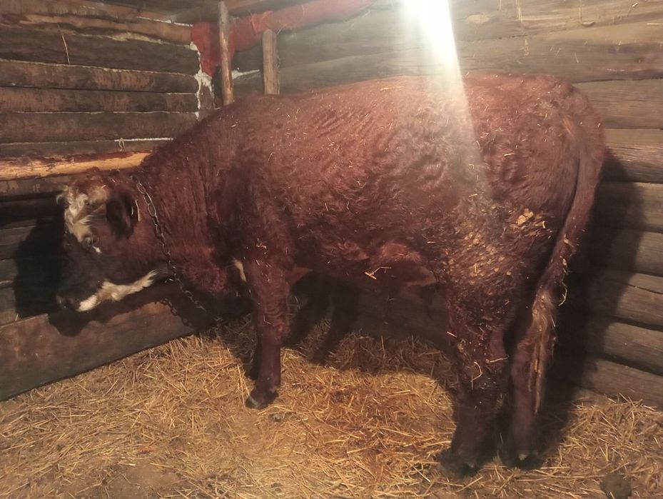 Продам быка с откорма 1.8 г.!